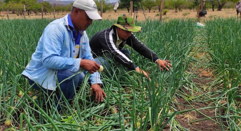 Producción de cebolla alcanza los 20 mil 200 quintales en Mayo 2026