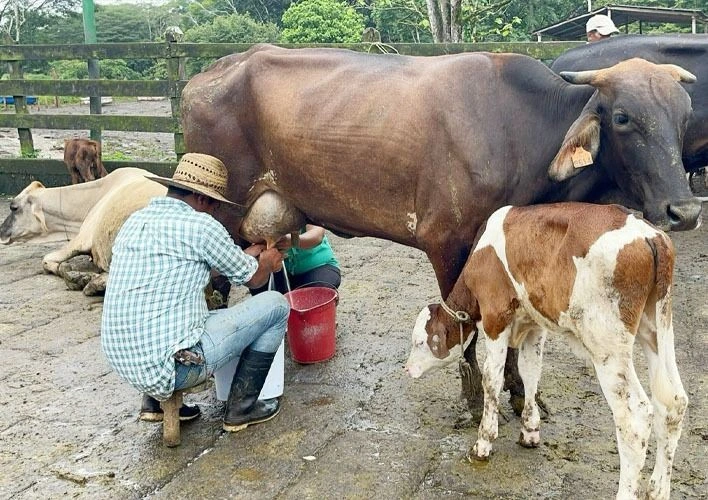 Producción de leche en Nicaragua supera los 113 millones de galones hasta abril de 2026