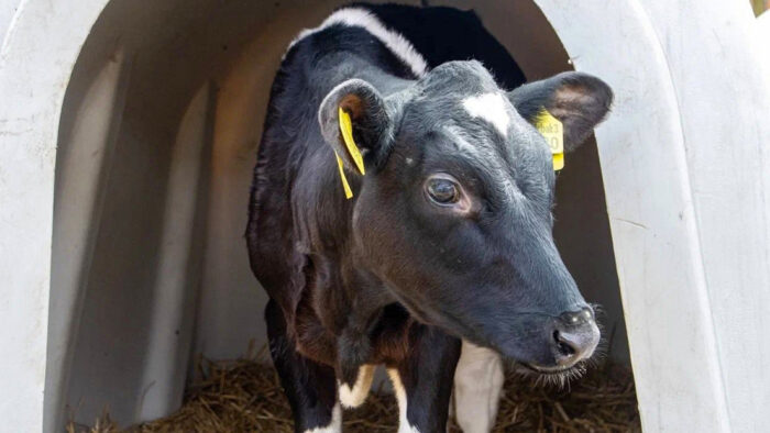 Vaca clonada da a luz su primer cría