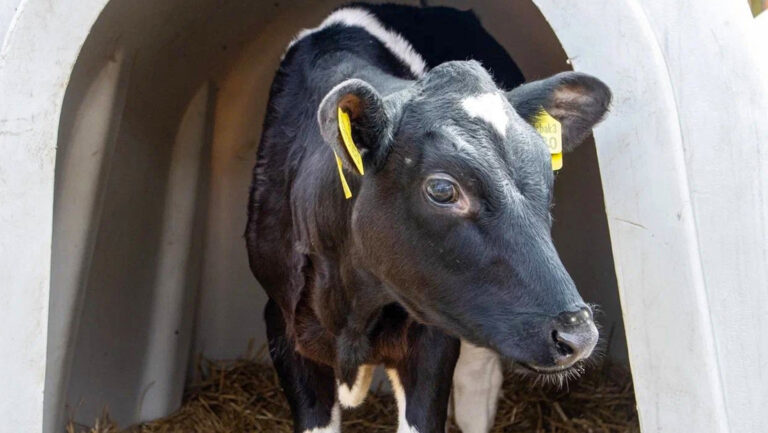Vaca clonada da a luz su primer cría