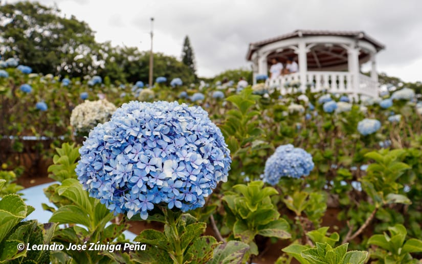Festival de las Flores se celebrará en junio, octubre y noviembre