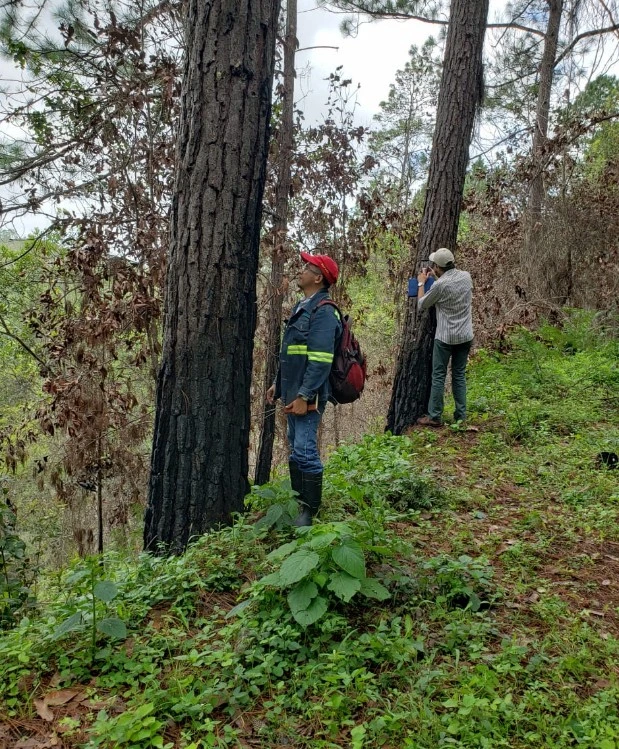 Vigilancia de bosques de pino
