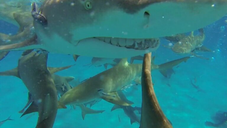 Payas de Brasil en alerta tras dos ataques de tiburón en un día