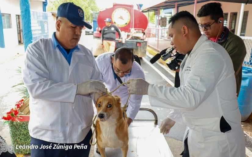 Feria de Salud para atender a las mascotas