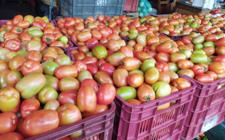 Nicaragua cosecha 102.300qq de tomate en junio