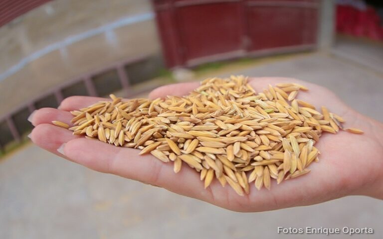 40 productores de Nandaime reciben semillas mejoradas de arroz