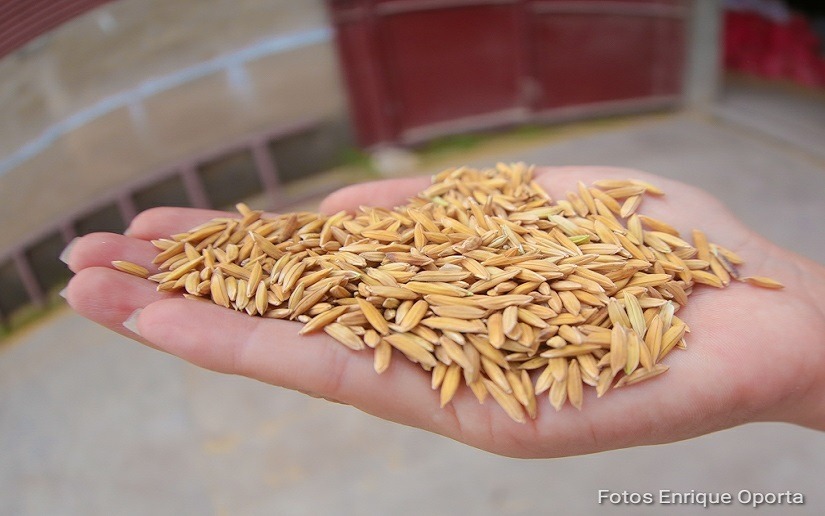 40 productores de Nandaime reciben semillas mejoradas de arroz