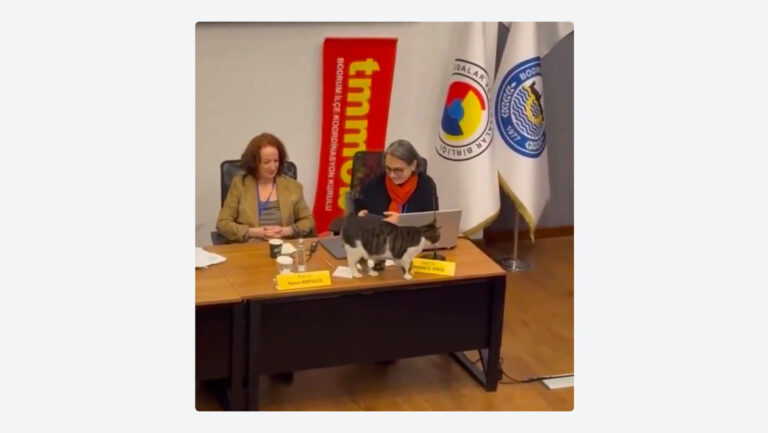 Gato roba protagonismo en plena conferencia