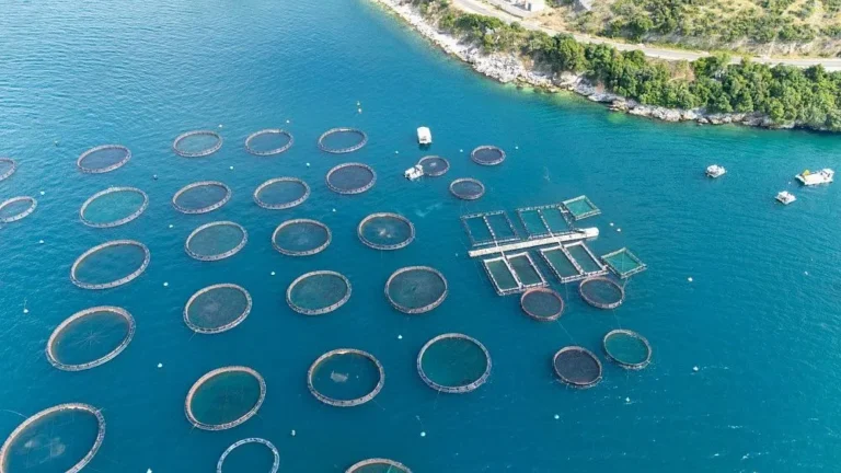Indonesia impulsará acuicultura en 40 mil aldeas