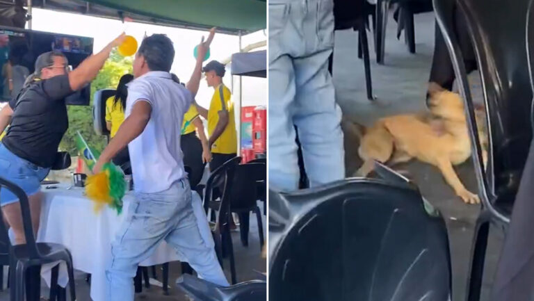 Perro celebra clasificación de Brasil ante Japón