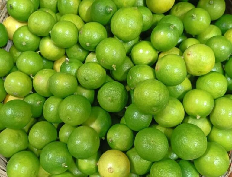 Producción de cítricos supera los 23.6 millones de unidades