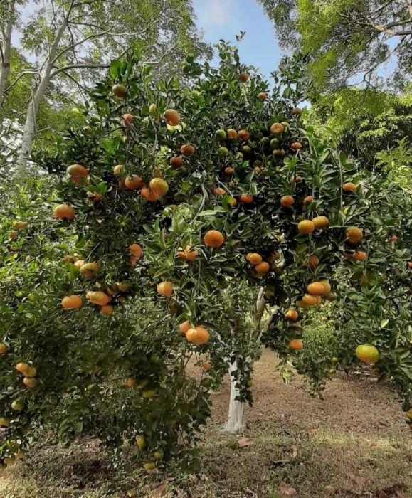 Producción de mandarina supera 11.6 millones