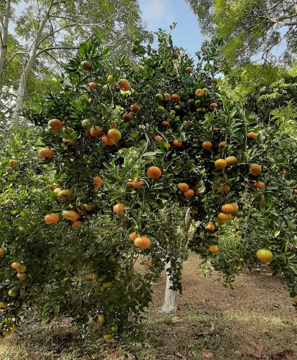 Producción de mandarina supera 11.6 millones