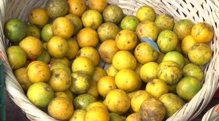 Producción de naranja dulce supera los 340 millones de unidades