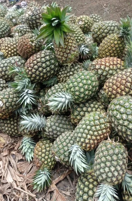 De acuerdo con el monitoreo del Ministerio Agropecuario (MAG), entre enero y mayo de 2026 se cosecharon 8.1 millones de unidades en los departamentos de Managua, Masaya, Carazo, Granada y la Costa Caribe Sur.