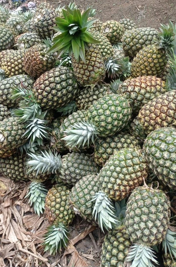 De acuerdo con el monitoreo del Ministerio Agropecuario (MAG), entre enero y mayo de 2026 se cosecharon 8.1 millones de unidades en los departamentos de Managua, Masaya, Carazo, Granada y la Costa Caribe Sur.