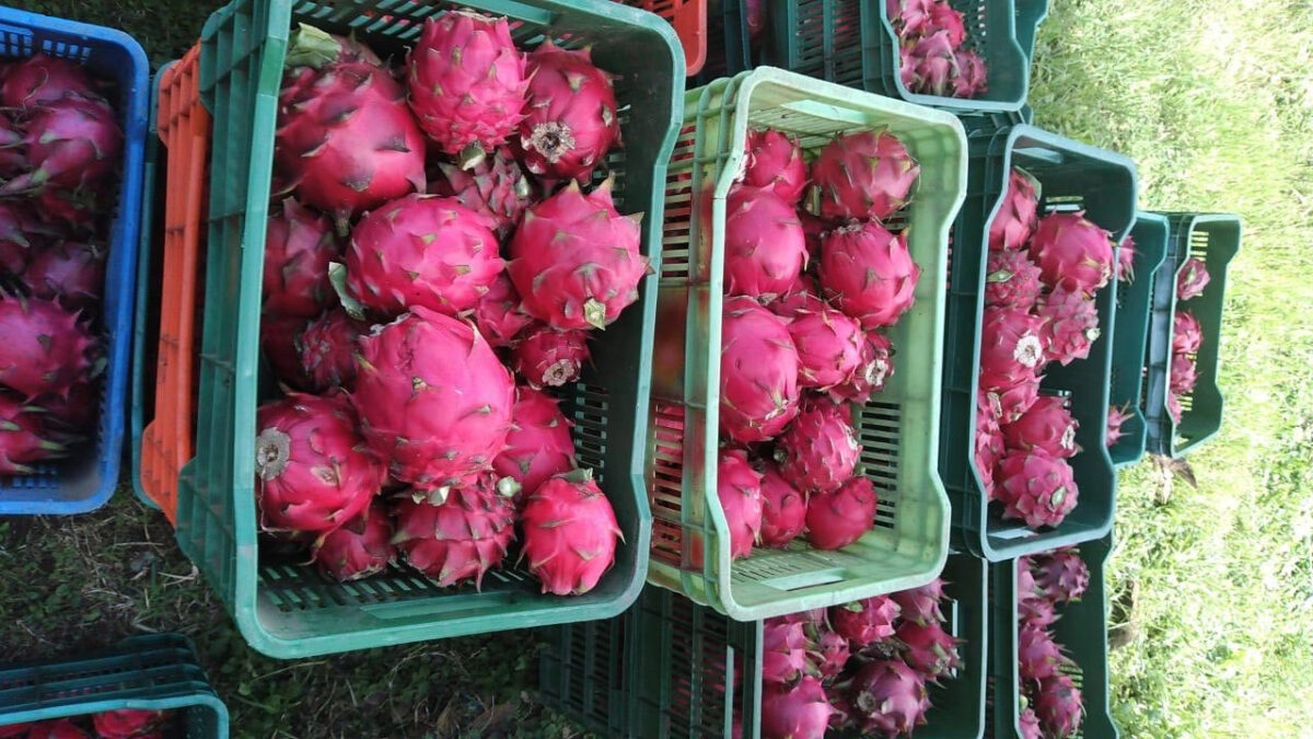 Producción de pitahaya alcanza 151,400 kilogramos entre enero y mayo de 2026