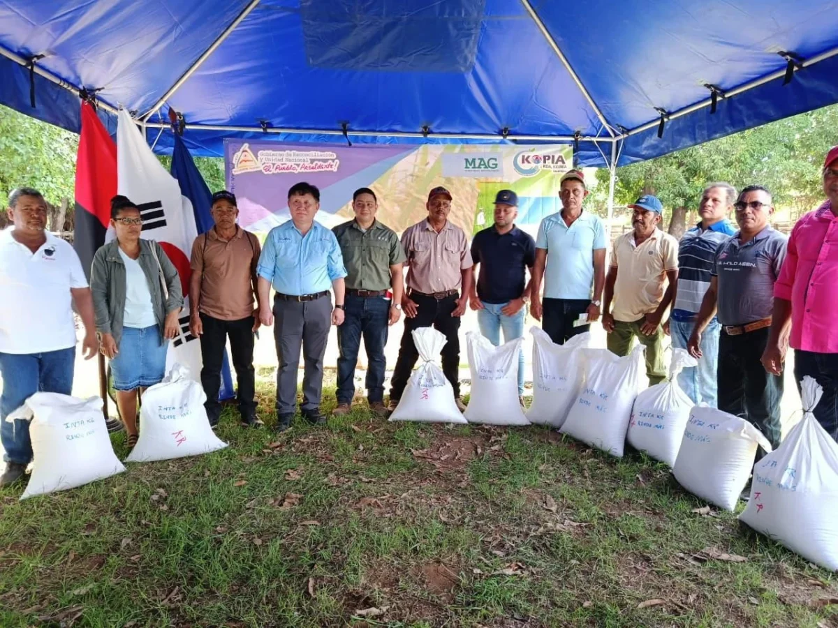 La producción de arroz de secano en Nicaragua constituye un sistema estratégico para la seguridad alimentaria y la economía rural. Es desarrollado principalmente por pequeños productores que, en su mayoría, utilizan semilla de variedades y acriolladas, así como la aplicación de tecnologías para incrementar los rendimientos, fortalecer la adaptación del cultivo y mejorar la competitividad del sector arrocero. Desde el Ministerio Agropecuario realizamos el establecimiento 750 parcelas demostrativas en fincas de productores a nivel nacional con las variedades de arroz de secano K-Industrial y K-Rindemás, para fortalecer la transferencia de tecnología, mejorar la productividad y promover materiales más resistentes a enfermedades y adaptadas a la variabilidad climática.