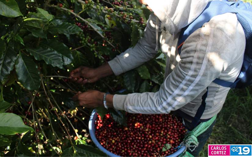 CONATRADEC proyecta meta de 3 millones de quintales de café
