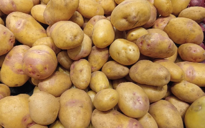 Nicaragua proyecta producir en julio 36,800 quintales de papas