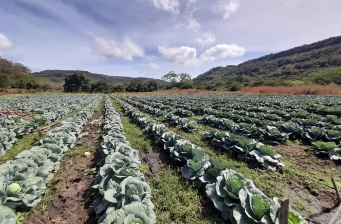 Nicaragua garantiza abastecimiento de repollo con producción nacional