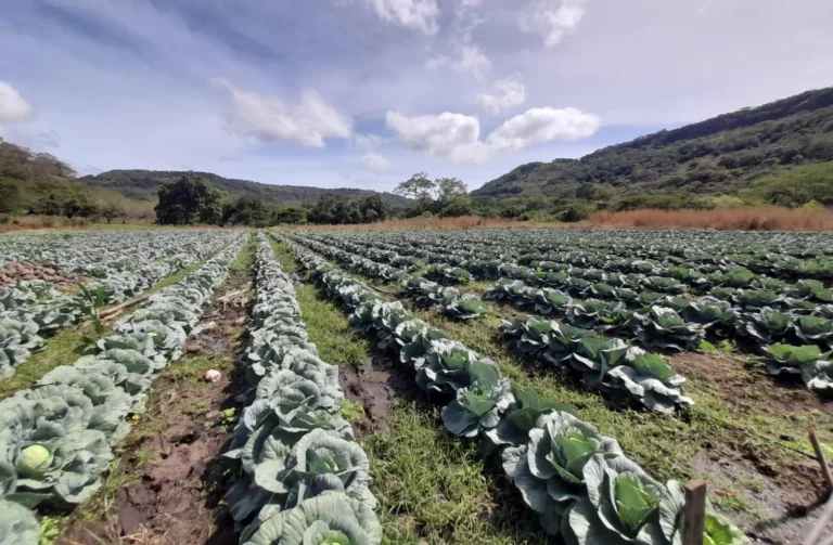 Nicaragua garantiza abastecimiento de repollo con producción nacional