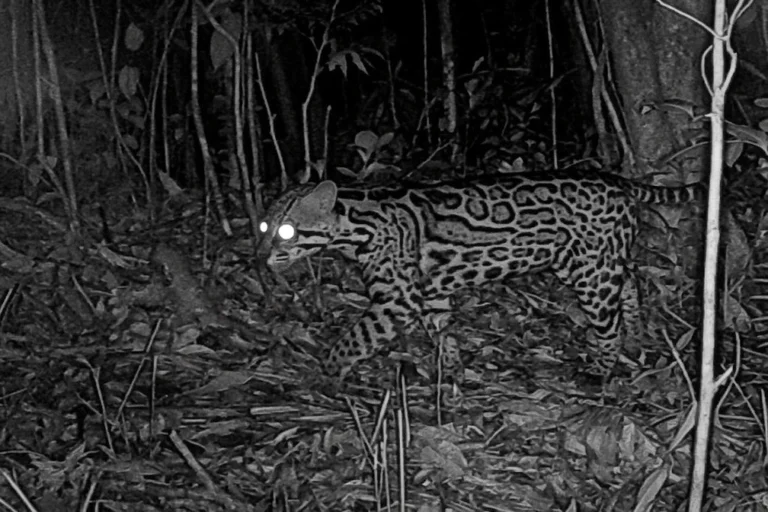 Cámaras trampa identifican 12 especies de mamíferos en reservas naturales