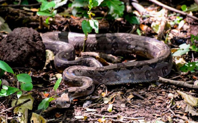 Encuentro Nacional sobre el uso de la Medicina Natural en las mordeduras de serpientes 1