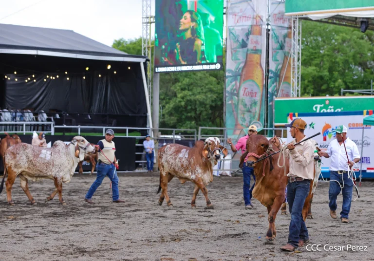 Feria Ganadera genera más de 50 millones de dólares en venta