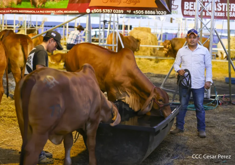 Feria Ganadera con variedad de atractivos