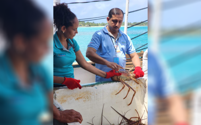 INPESCA fortalece monitoreo de langosta del Caribe