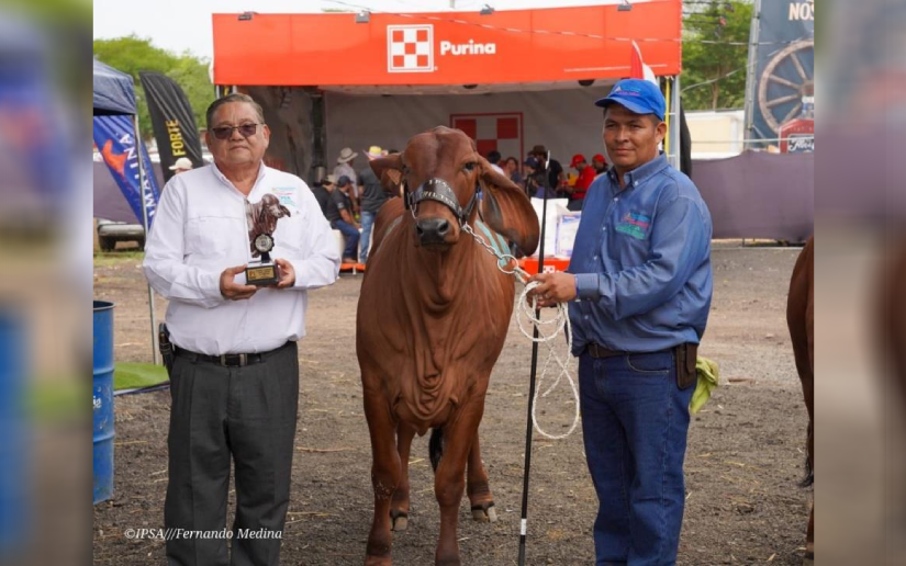 Proyecto Genético Bovino del IPSA en Feria Agostina Managua-2026