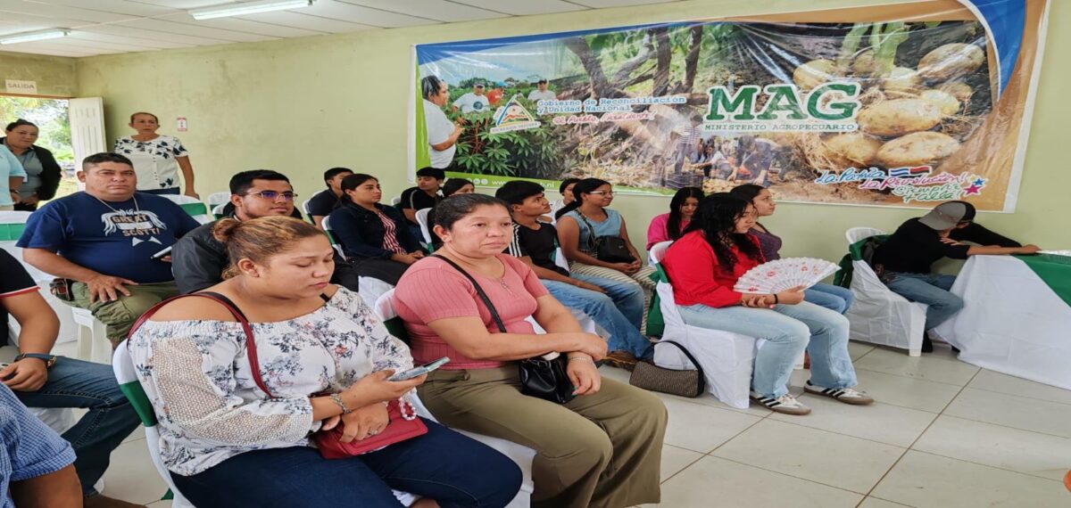 Impulsan producción y valor agregado de la yuca