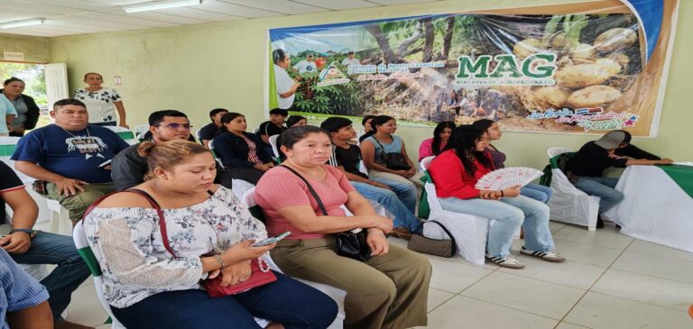 Impulsan producción y valor agregado de la yuca