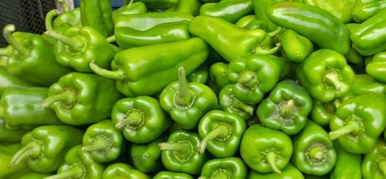 MAG proyecta una producción de chiltoma que supera los 40 mil quintales