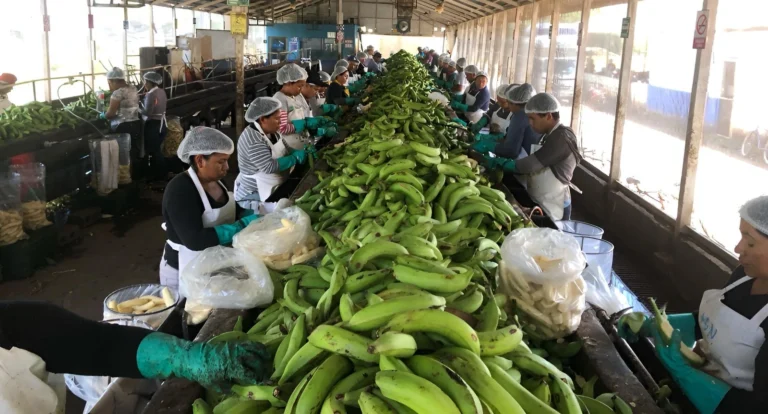 Nicaragua acopia 11.3 millones de kilos de plátano
