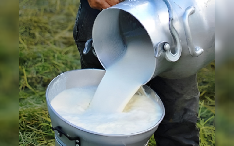 Nicaragua produce 216 millones de galones de leche