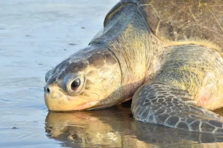 Nicaragua protege a más de 3,300 tortugas paslama durante segunda arribada del año