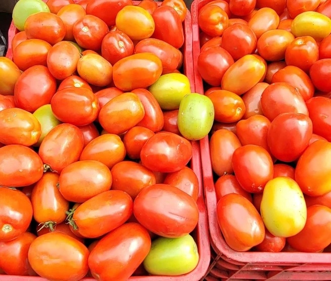 Nicaragua proyecta cosecha de 209,200 quintales de tomate en agosto