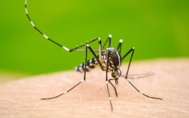 Nicaragua mantiene acciones permanentes para reducir el dengue