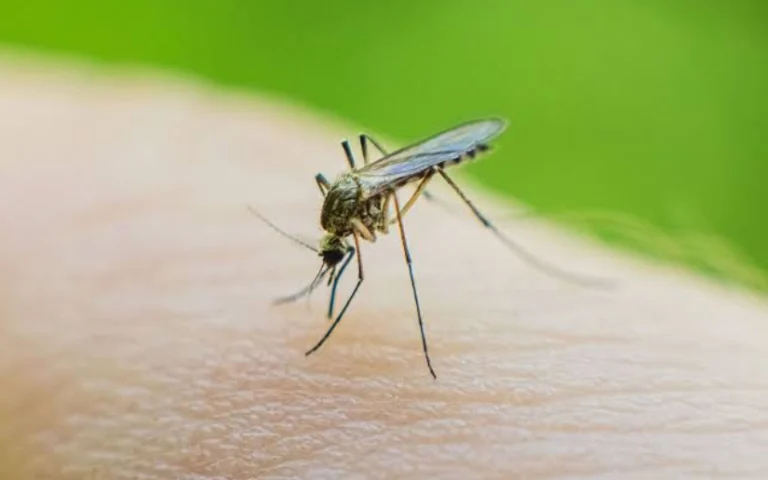 Situación Epidemiológica al Sábado 29 de Agosto