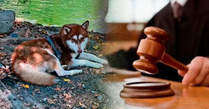 Perro recibirá pensión alimenticia tras divorcio de sus dueños