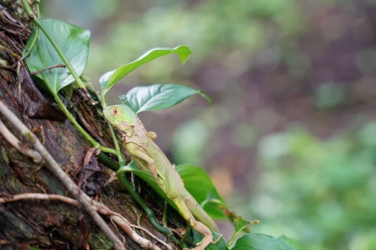 El Marena libera 1.000 iguanas verdes