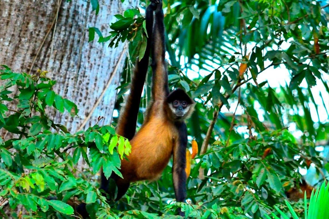MARENA monitorea biodiversidad en bosque húmedo de Río San Juan