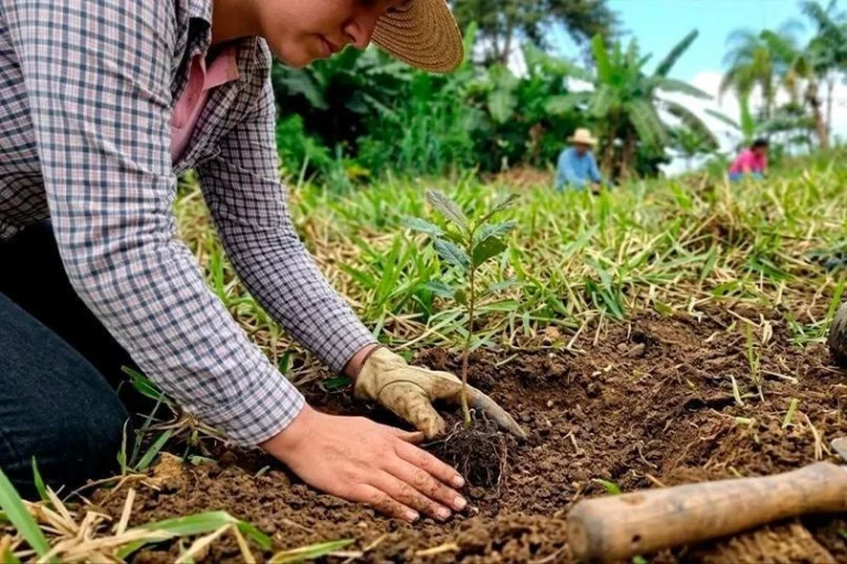 MARENA reporta 300 mil plantas para reforestación en el Caribe Norte