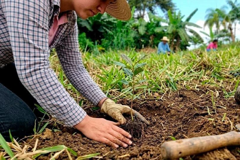MARENA reporta 300 mil plantas para reforestación en el Caribe Norte