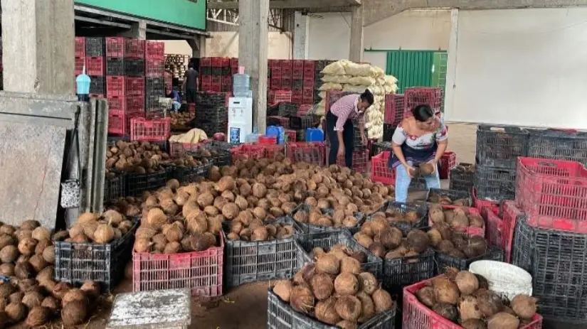 Nicaragua alcanza producción de 1.6 millones de cocos en los primeros siete meses de 2026