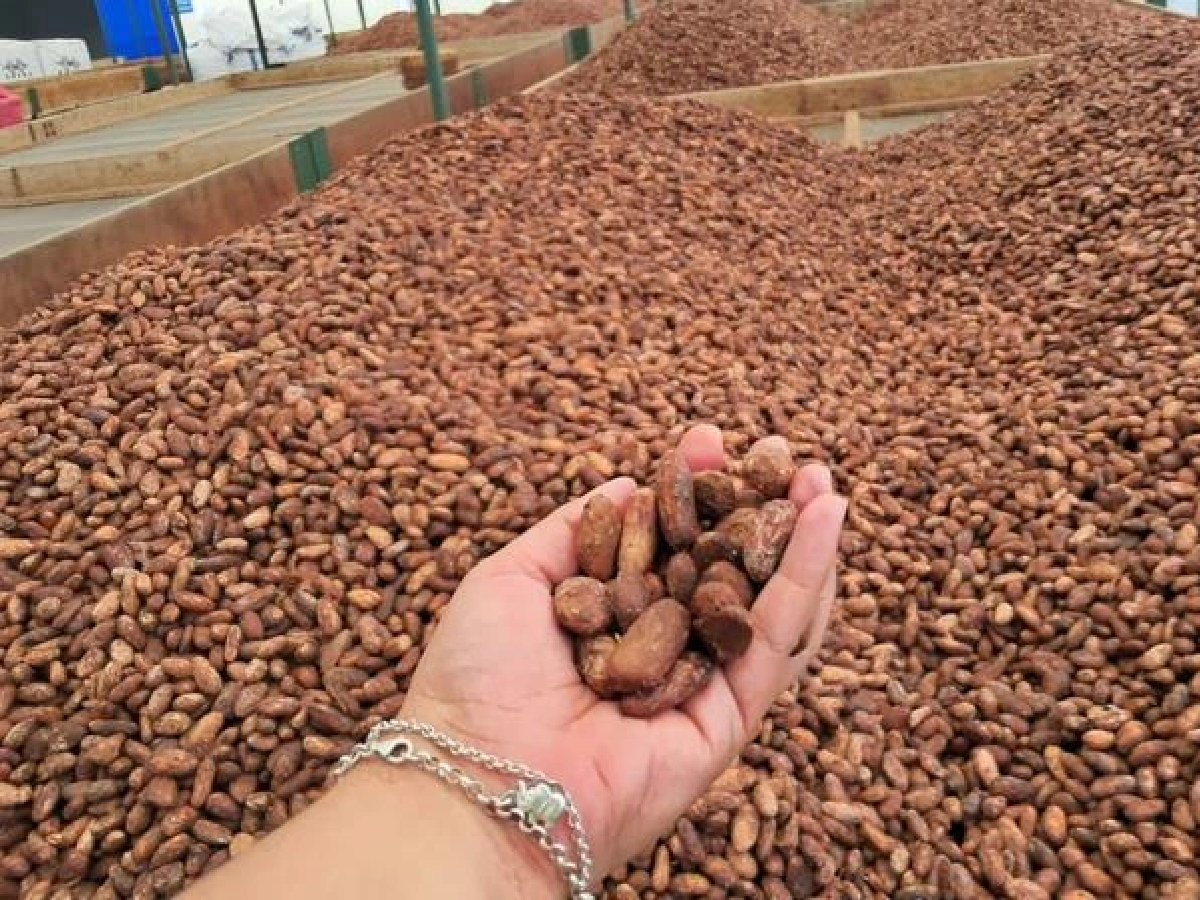Nicaragua ocupará Vicepresidencia del Consejo Internacional del Cacao