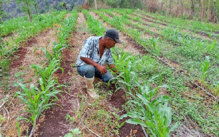 Nicaragua reporta avance de 232,400 manzanas sembradas de maíz