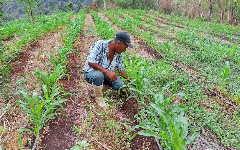 Nicaragua reporta avance de 232,400 manzanas sembradas de maíz